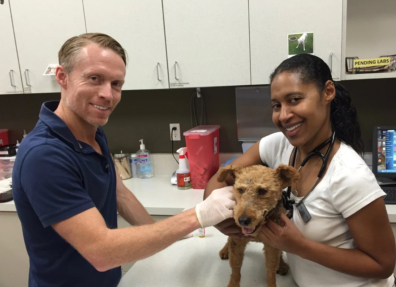 Chemotherapy Protocol for a Dog Having Cancer Recurrence petMD